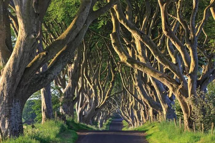 Framed Print : The Dark Hedges, Ballymoney, County Antrim, Ulster, Northern Ireland, United Kingdom, Europe Framed Print : The Dark Hedges, Ballymoney, County Antrim, Ulster, Northern Ireland, United Kingdom, Europe