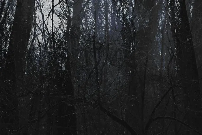 Framed Print : Dark horror forest, abstract photography, Atmospheric Black Metal forest, foggy dark spooky forest, horror mood Framed Print : Dark horror forest, abstract photography, Atmospheric Black Metal forest, foggy dark spooky forest, horror mood