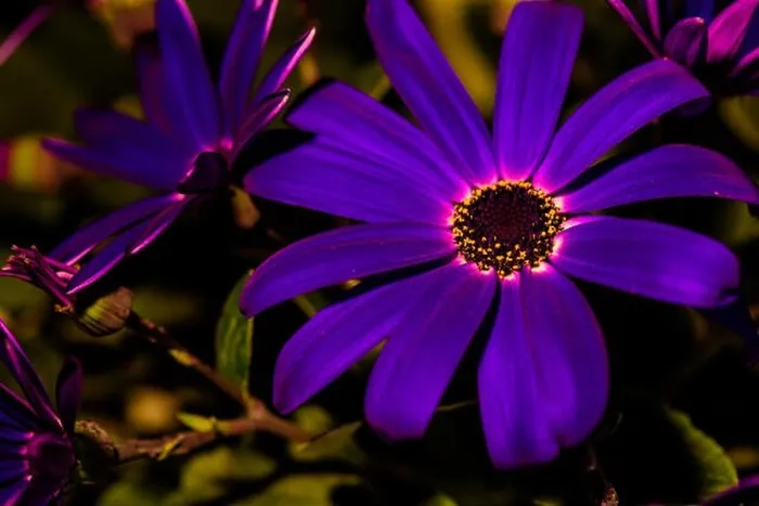 Framed Print : dark violet senecio blossom, natural background, outdoor color macro portrait of a single isolated flowering bloom Framed Print : dark violet senecio blossom, natural background, outdoor color macro portrait of a single isolated flowering bloom