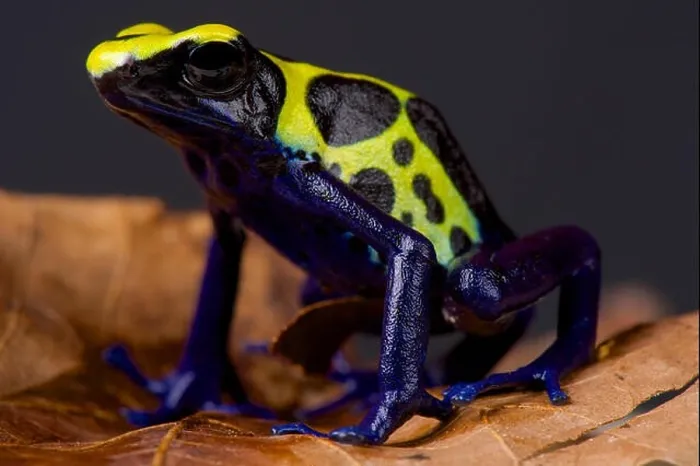Framed Print : Dart frog / Dendrobates tinctorius Framed Print : Dart frog / Dendrobates tinctorius