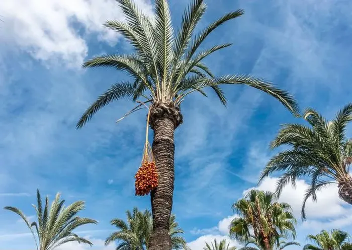 Framed Print : A Date Palm Tree with fruit hanging from its branches in Santa Eulària des Riu, in Ibiza, Spain Framed Print : A Date Palm Tree with fruit hanging from its branches in Santa Eulària des Riu, in Ibiza, Spain