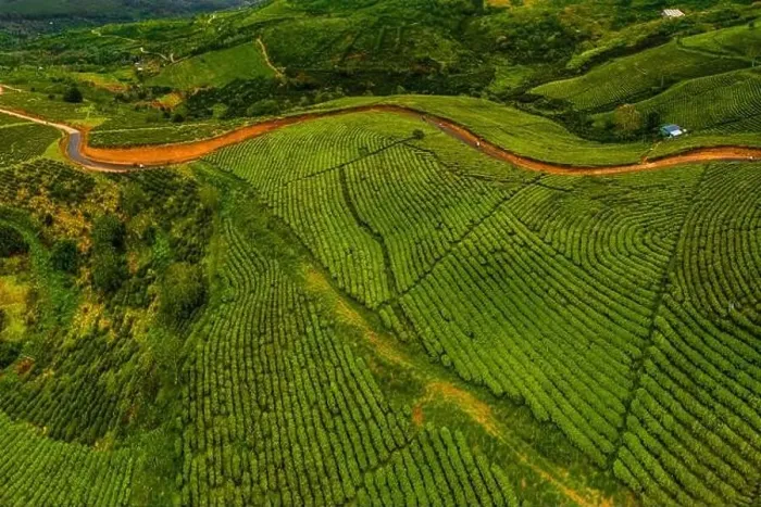 Framed Print : Dawn on tea fields in Da Lat city, Lam Dong province, Vietnam Framed Print : Dawn on tea fields in Da Lat city, Lam Dong province, Vietnam