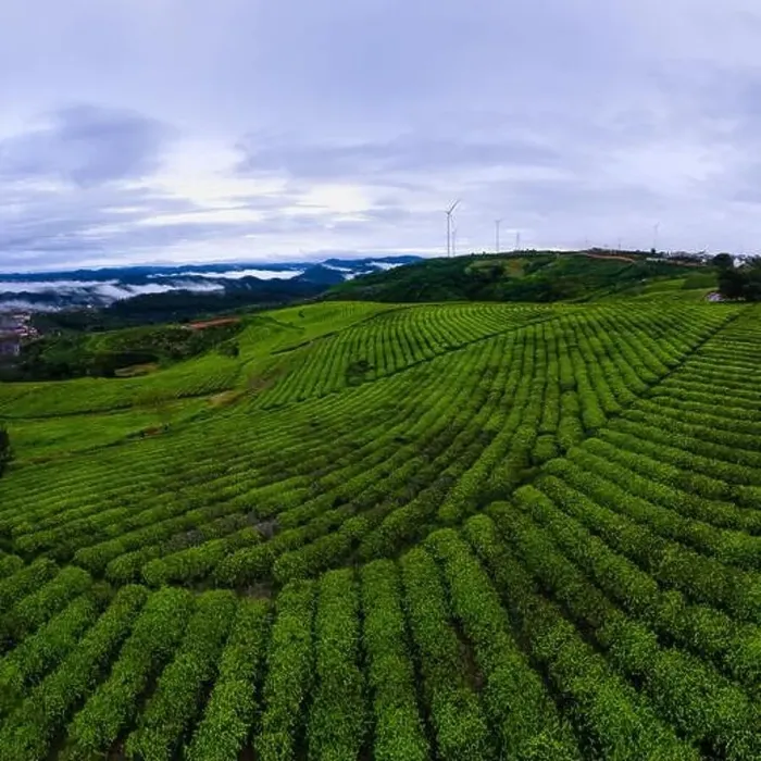 Framed Print : Dawn on tea fields in Da Lat city, Lam Dong province, Vietnam Framed Print : Dawn on tea fields in Da Lat city, Lam Dong province, Vietnam