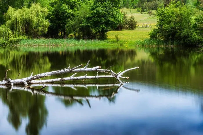 Framed Print : Dead birke tree in lake Framed Print : Dead birke tree in lake