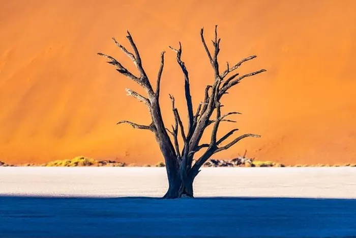 Framed Print : Dead Camelthorn Trees at sunrise Framed Print : Dead Camelthorn Trees at sunrise