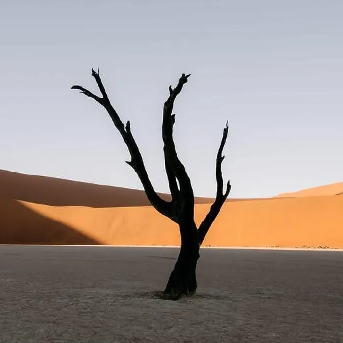 Framed Print : Dead Camelthorn Trees at sunrise, Deadvlei, Namib-Naukluft National Park, Namibia, Africa. Dried trees in Namib desert. Landscape photography Framed Print : Dead Camelthorn Trees at sunrise, Deadvlei, Namib-Naukluft National Park, Namibia, Africa. Dried trees in Namib desert. Landscape photography