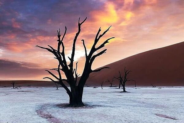 Dead Camelthorn Trees at sunset, Deadvlei, Namib-Naukluft National Park, Namibia, Africa. Dried trees in Namib desert. Landscape photography