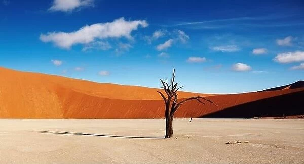 Dead tree in Dead Vlei - Sossusvlei, Namib Desert, Namibia