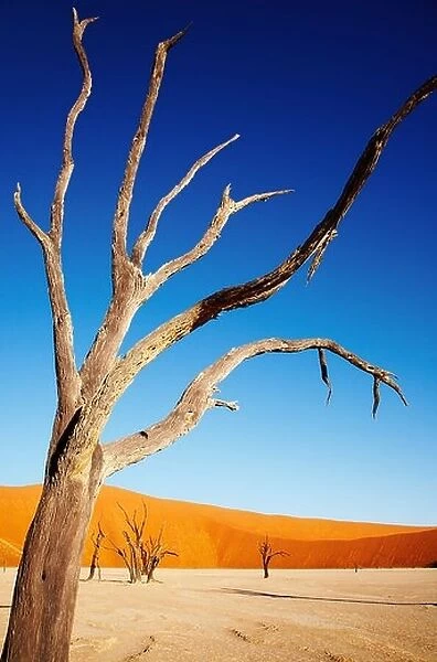 Dead tree in Namib Desert