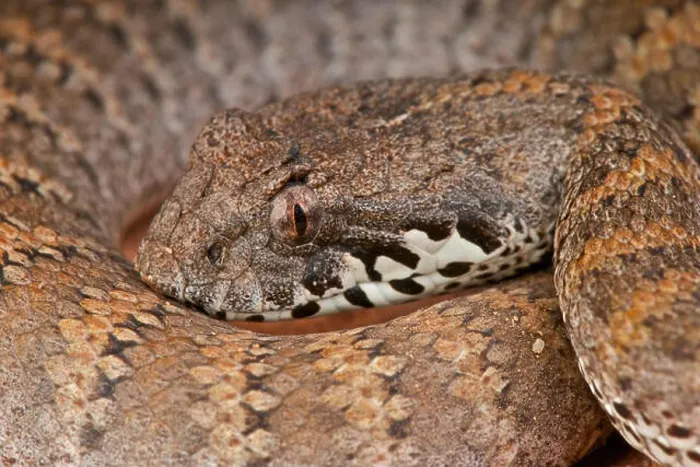 Framed Print : Death adder / acanthophis antarticus Framed Print : Death adder / acanthophis antarticus