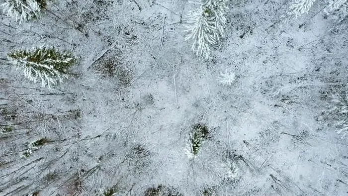 Framed Print : December forest. Clip.Helicopter view of early winter and trees under the snow that stand next to each other Framed Print : December forest. Clip.Helicopter view of early winter and trees under the snow that stand next to each other