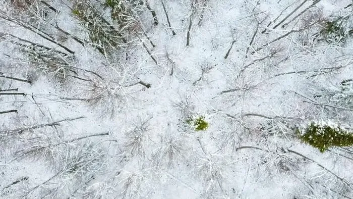Framed Print : December forest. Clip.Helicopter view of early winter and trees under the snow that stand next to each other Framed Print : December forest. Clip.Helicopter view of early winter and trees under the snow that stand next to each other