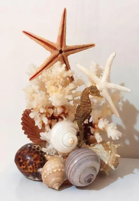 Framed Print : Decorative composition of various sea shells, corals, starfish and a seahorse, evoking a marine atmosphere Framed Print : Decorative composition of various sea shells, corals, starfish and a seahorse, evoking a marine atmosphere