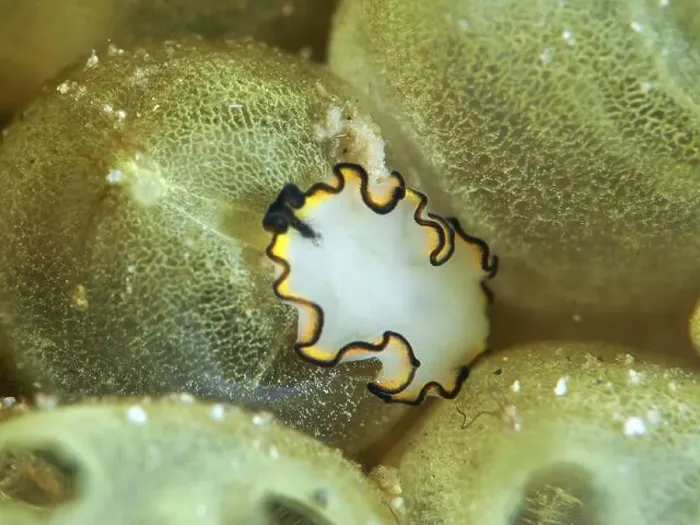 Framed Print : Decorative white flatworm, yellow-white whirlpool worm (Pseudobiceros) Framed Print : Decorative white flatworm, yellow-white whirlpool worm (Pseudobiceros)