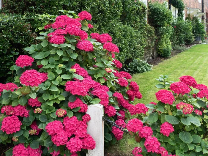 Framed Print : Deep pink hyrdrangeas at the Entrance to Goldsborough Hall in Goldsborough near Knaresborough North Yorkshire England Framed Print : Deep pink hyrdrangeas at the Entrance to Goldsborough Hall in Goldsborough near Knaresborough North Yorkshire England