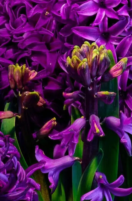 Framed Print : deep purple flowering hyacinth blossom macro on natural background Framed Print : deep purple flowering hyacinth blossom macro on natural background