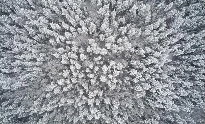 Framed Print : Deep winter forest background above top drone view Framed Print : Deep winter forest background above top drone view