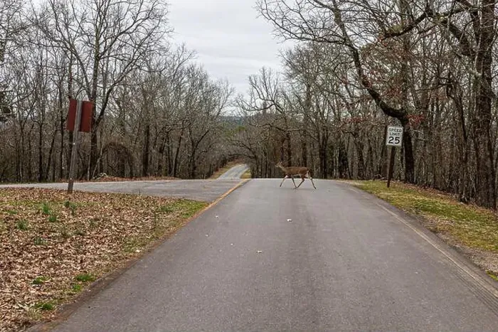 Framed Print : Deer crossing the West Mountain Road at Hot Springs Arkansas Framed Print : Deer crossing the West Mountain Road at Hot Springs Arkansas