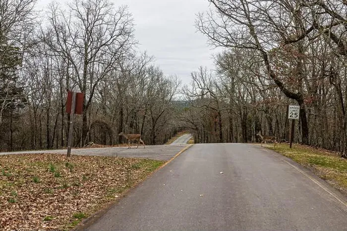 Framed Print : Deer crossing the West Mountain Road at Hot Springs Arkansas Framed Print : Deer crossing the West Mountain Road at Hot Springs Arkansas