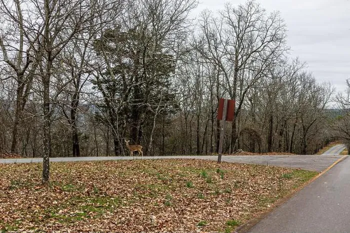 Framed Print : Deer crossing the West Mountain Road at Hot Springs Arkansas Framed Print : Deer crossing the West Mountain Road at Hot Springs Arkansas