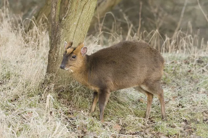 Framed Print : deer deers herbivore herbivores asia asian barking deer mammal mammals animal animals wildlife nature muntjac muntjacs Framed Print : deer deers herbivore herbivores asia asian barking deer mammal mammals animal animals wildlife nature muntjac muntjacs