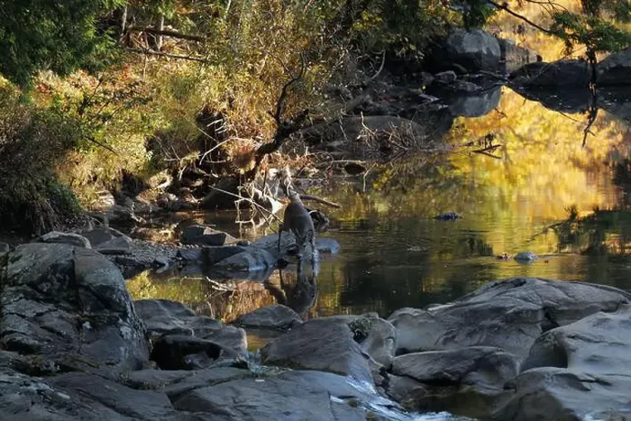 Framed Print : A deer drinking water from a brook in the Adirondacks near Keene Valley
