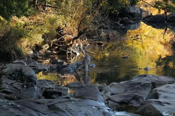 Framed Print : A deer drinking water from a brook in the Adirondacks near Keene Valley Framed Print : A deer drinking water from a brook in the Adirondacks near Keene Valley