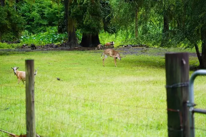 Framed Print : Deer in field Framed Print : Deer in field
