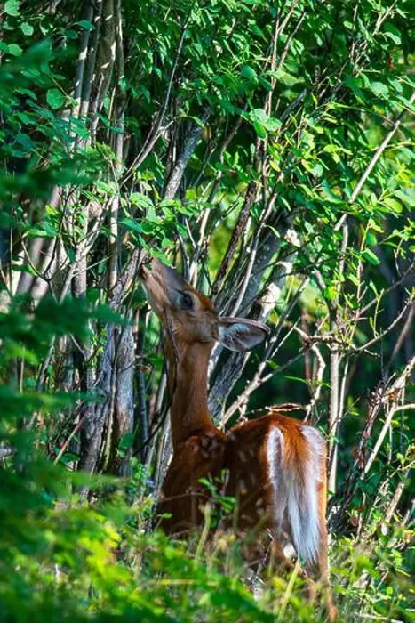 Framed Print : Deer, forest, chevreuil, Quebec, Canada, Parc du bic, hunting, chasse Framed Print : Deer, forest, chevreuil, Quebec, Canada, Parc du bic, hunting, chasse