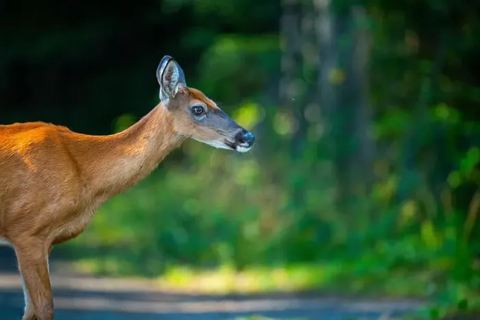 Framed Print : Deer, forest, chevreuil, Quebec, Canada, Parc du bic, hunting, chasse