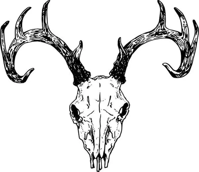 Framed Print : Deer - hand drawn illustration of animal skull in black and white | inspired by vintage styles Framed Print : Deer - hand drawn illustration of animal skull in black and white | inspired by vintage styles