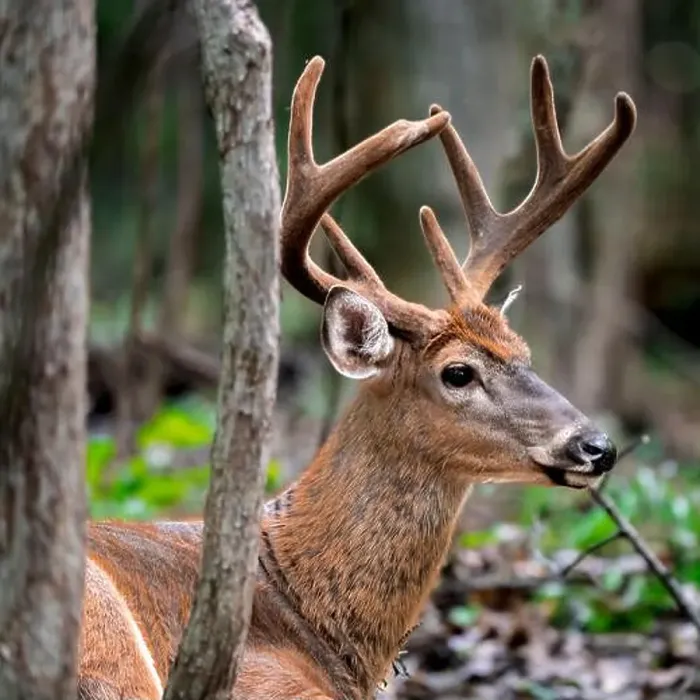 Framed Print : Deer with huge antlers lying on the grass Framed Print : Deer with huge antlers lying on the grass