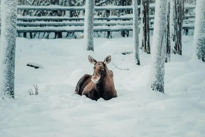 Framed Print : Deer in snow in wildlife park in Ranua, Lapland