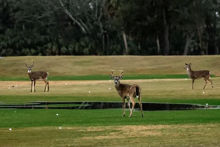 Framed Print : Deer standing on a golf course / driving range Framed Print : Deer standing on a golf course / driving range