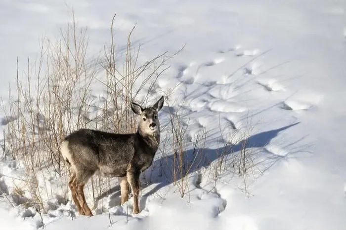 Framed Print : Deer standing in the snow and looking into the camera