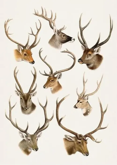 Framed Print : Deers. Antique Animal illustration. Beatiful animals of India, Burma and Tibet Framed Print : Deers. Antique Animal illustration. Beatiful animals of India, Burma and Tibet