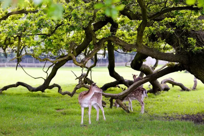 Framed Print : Two deers in beautiful forest background Framed Print : Two deers in beautiful forest background