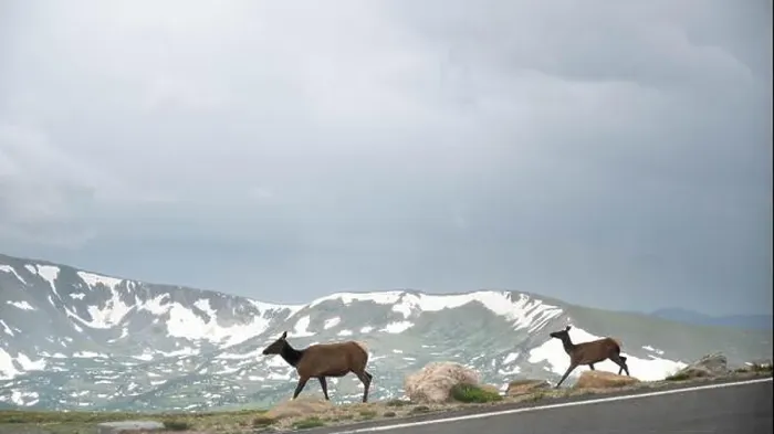 Framed Print : Two deers are crossing the road at Rocky mountain national park, Colorado Framed Print : Two deers are crossing the road at Rocky mountain national park, Colorado