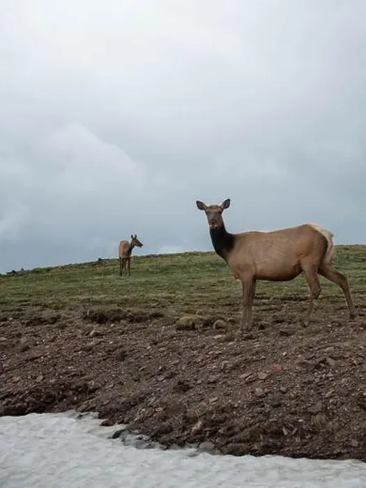 Framed Print : Two deers are standing and looking to camera at the slope mountain on the Rocky mountain national park, Colorado Framed Print : Two deers are standing and looking to camera at the slope mountain on the Rocky mountain national park, Colorado