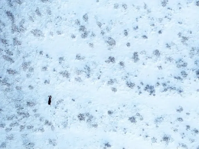 Framed Print : defaultA lone moose (Alces alces) moves through a snowy landscape, captured from above Framed Print : defaultA lone moose (Alces alces) moves through a snowy landscape, captured from above