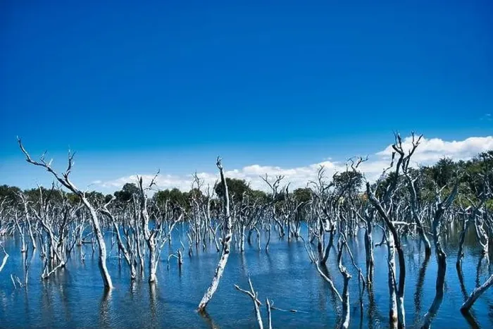 Framed Print : Because of deforestation, more water seeped into a former swamp