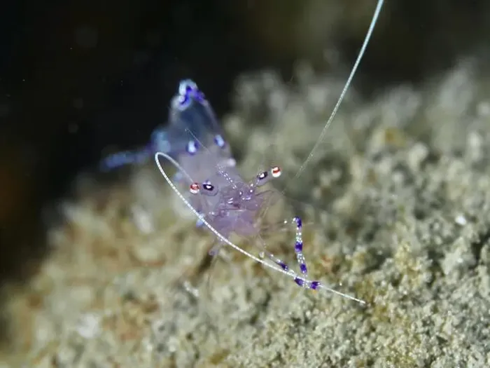 Framed Print : A delicate, translucent shrimp Framed Print : A delicate, translucent shrimp