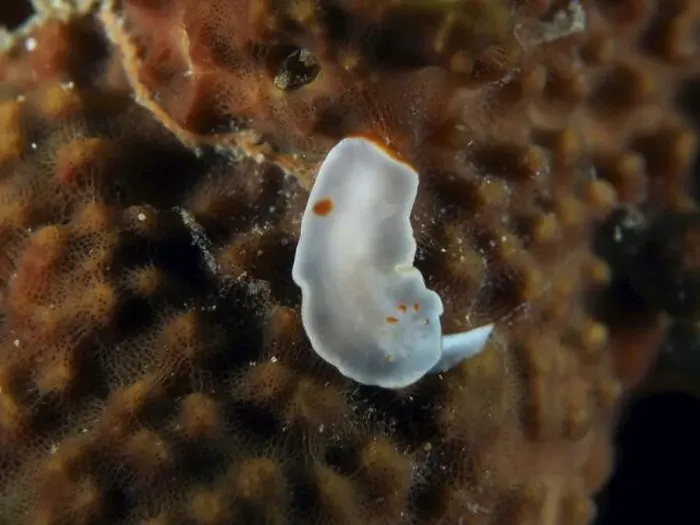 Framed Print : Delicate white nudibranch with orange dots
