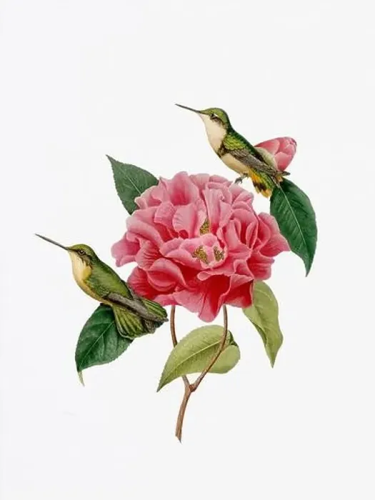 Framed Print : A delightful illustration featuring two hummingbirds on a camellia flower Framed Print : A delightful illustration featuring two hummingbirds on a camellia flower