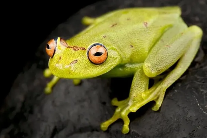 Framed Print : Demerara Falls tree frog (Moana cinerascens) Framed Print : Demerara Falls tree frog (Moana cinerascens)