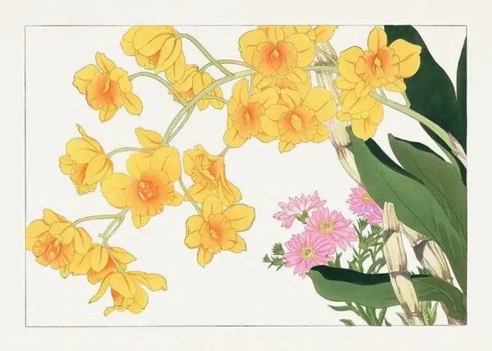 Framed Print : Dendobium orchid flower. Asian art. Japanese flower woodblock art by Tanigami Kônan Framed Print : Dendobium orchid flower. Asian art. Japanese flower woodblock art by Tanigami Kônan