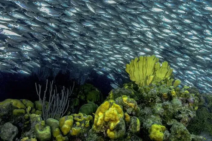 Framed Print : Dense aggregation of Jack Mackerel or Trachurus murphyi swimming above vibrant coral reef in Bonaire's clear waters Framed Print : Dense aggregation of Jack Mackerel or Trachurus murphyi swimming above vibrant coral reef in Bonaire's clear waters