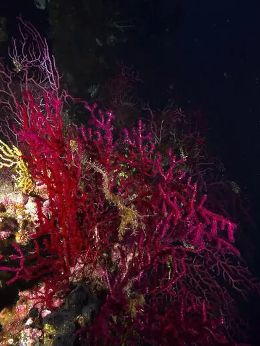 Framed Print : Dense red Violescent sea-whip (Paramuricea clavata) on a wreck create a mystical underwater world Framed Print : Dense red Violescent sea-whip (Paramuricea clavata) on a wreck create a mystical underwater world