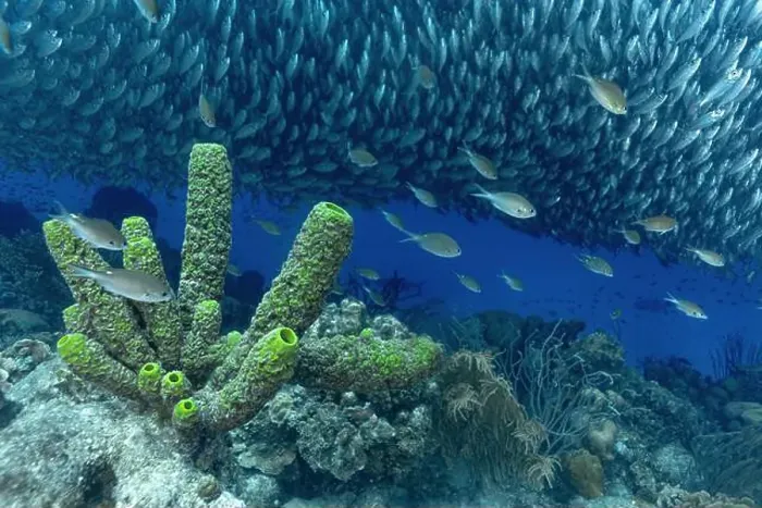 Framed Print : A dense school of Trachurus murphyi fish swarms over vivid coral reefs in Bonaire Framed Print : A dense school of Trachurus murphyi fish swarms over vivid coral reefs in Bonaire