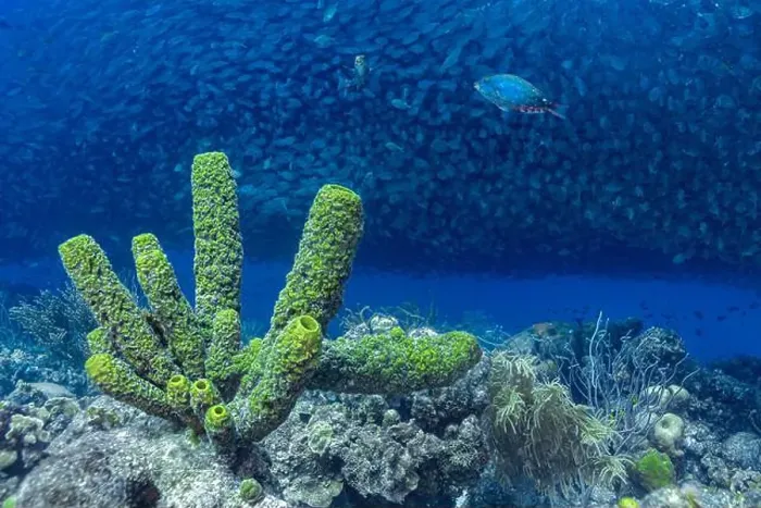 Framed Print : A dense school of Trachurus murphyi fish swarms over vivid coral reefs in Bonaire Framed Print : A dense school of Trachurus murphyi fish swarms over vivid coral reefs in Bonaire
